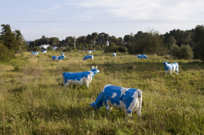 Las vacas de Santa Gertrudis. HNX blog
