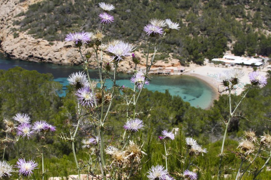 Pigamo Colombino - flowers of Ibiza