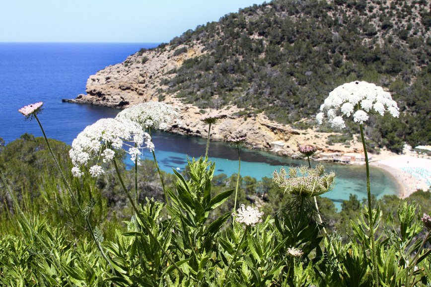Leserpizio Odoroso - flowers of Ibiza