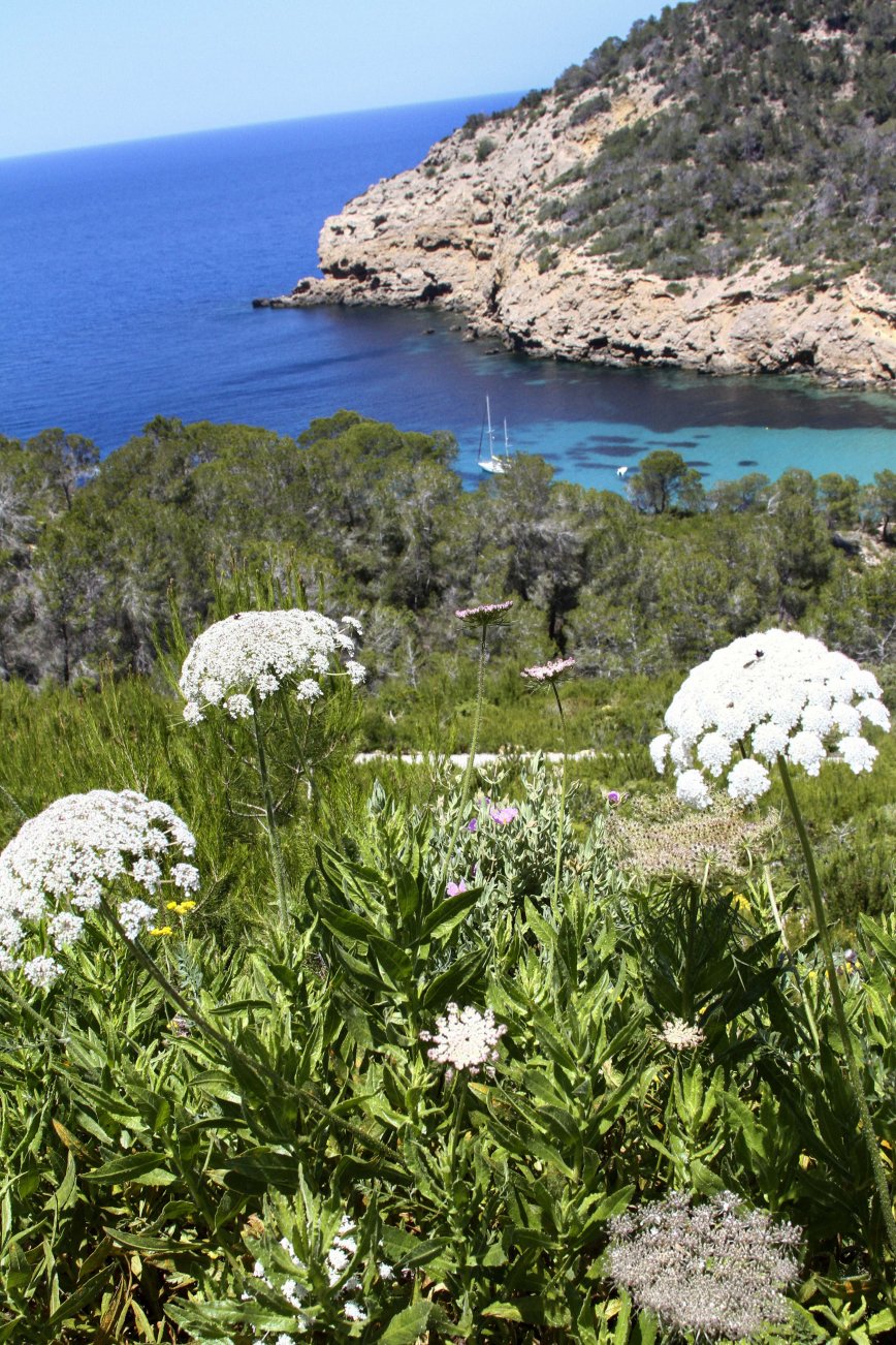 Leserpizio Odoroso - flowers of Ibiza