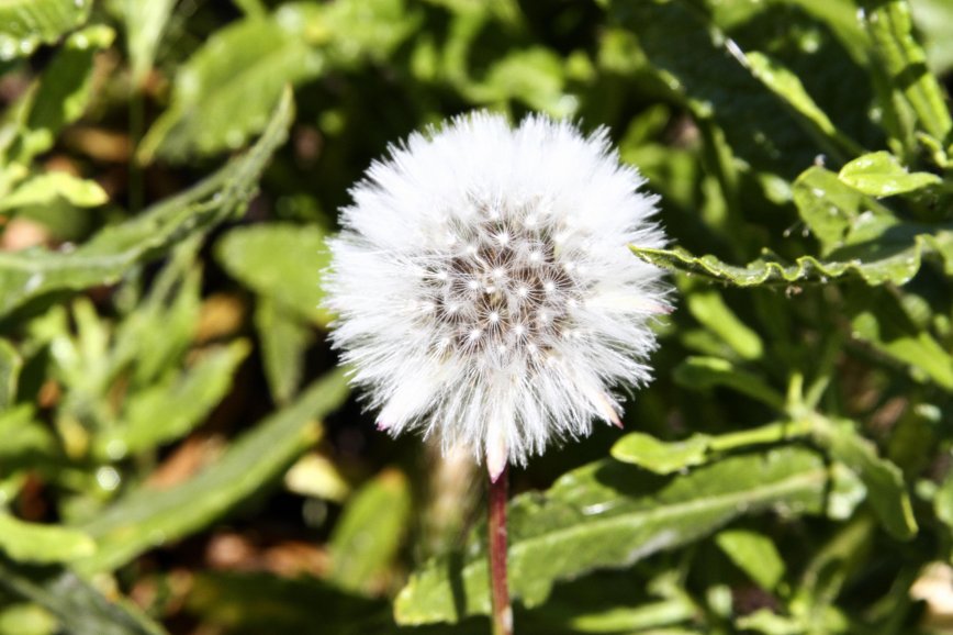 Cipsela flower - ibiza nature