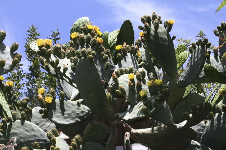 Nopal - Cactus of Ibiza - Flowers of Ibiza