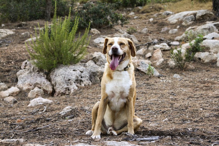 Cosmo relaxing after a tiring hike in North Ibiza