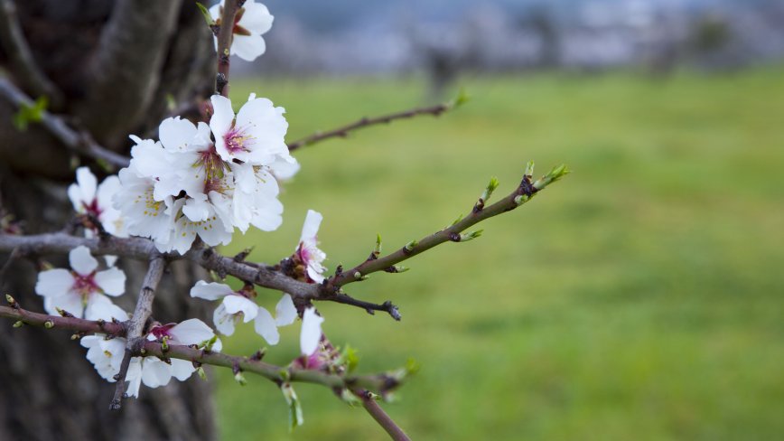The flower of the Almond trees in Ibiza